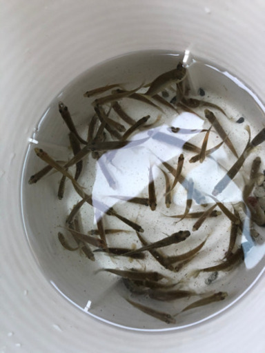 クチボソ等の小魚餌用 よし 久根別のその他の中古あげます 譲ります ジモティーで不用品の処分