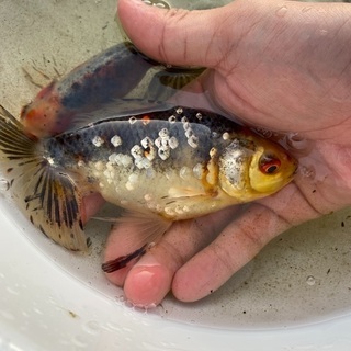 ジャンボ東錦(銀鱗) 2歳魚① 18cm前後