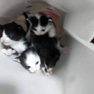 生後１ヶ月ほどの子ネコ４匹