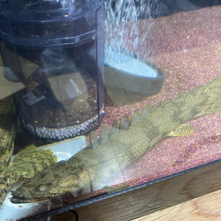 その他 値下げしました！大型魚 ポリプテルス ダトニオ4匹セット