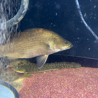 ポリプテルス4匹セット