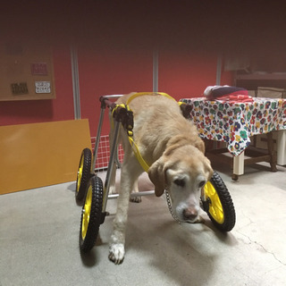 犬用車椅子