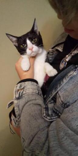 子猫から成猫まで 里親募集中 蓮 動物愛護個人ボラ 白塚の猫の里親募集 ジモティー 子猫から成猫まで 里親募集中 蓮 動物愛護個人ボラ 白塚の猫の里親募集 ジモティー