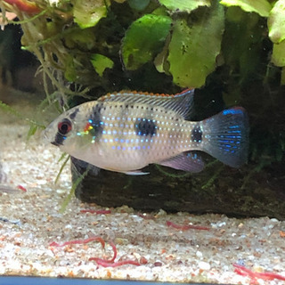 トーマシー(熱帯魚水槽)貝食べます