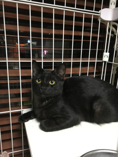 可愛くお返事する子です 黒猫6カ月 いぬとも 筑前前原の猫の里親募集 ジモティー 可愛くお返事する子です 黒猫6カ月 いぬとも 筑前前原の猫の里親募集 ジモティー