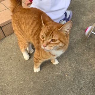 里親さがしてます　猫　茶トラ　白靴下ちゃん