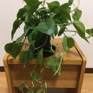 中古オキシカルジュームが無料 格安で買える ジモティー 中古オキシカルジュームが無料 格安で買える ジモティー