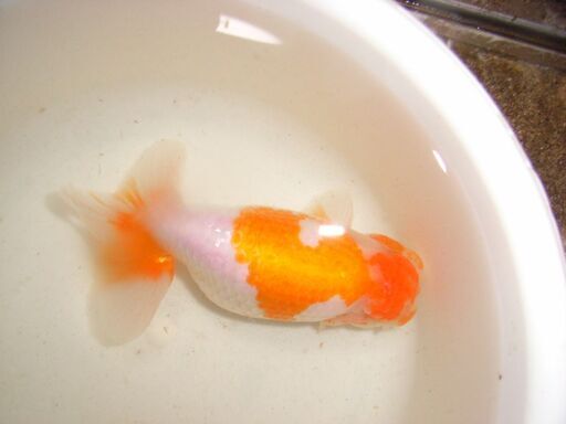 金魚 らんちゅう大型 春が来た 新木曽川のその他の中古あげます 譲ります ジモティーで不用品の処分