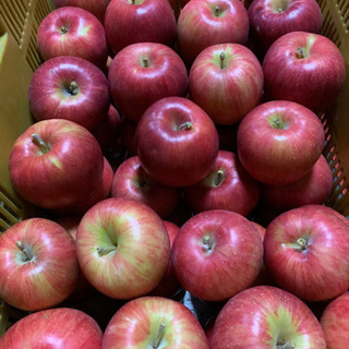完熟りんご シナノスイート 1kg~ 残りわずか！