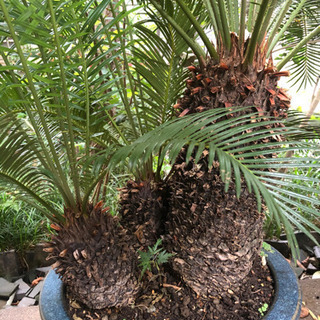 ソテツ　12号鉢　1.3m