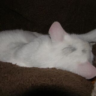 山に捨てられていたメスの白猫です。 − 高知県