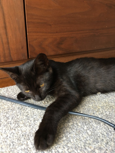 幸運の 鍵しっぽ 子猫 サビ猫と黒猫ちゃん 募集一時中断します Sayuri 七和の猫の里親募集 ジモティー