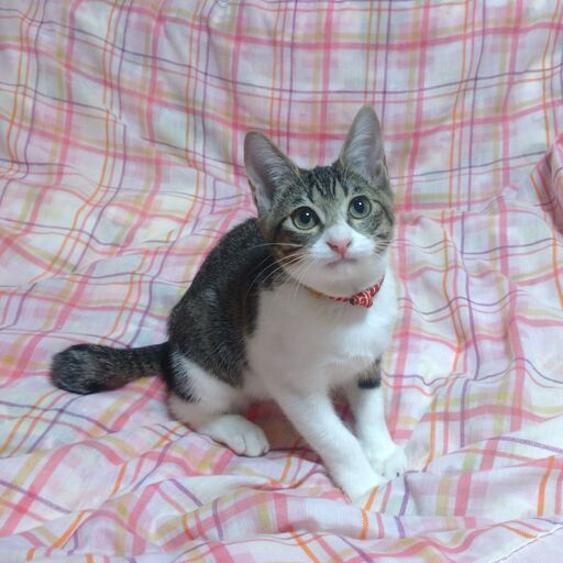 お目めクリクリ お鼻ピンクのかわいい女の子です はるちょこ 東屯田通の猫の里親募集 ジモティー