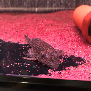 シルバーアロワナ・ポリプテレス・プレコ