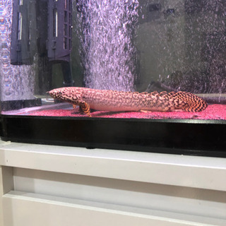 シルバーアロワナ・ポリプテレス・プレコ シルバーアロワナ・ポリプテレス・プレコ