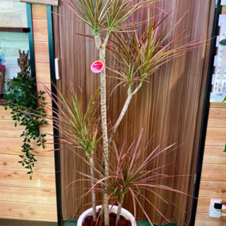 大型　観葉植物　ドラセナ　コンシンネ　レインボー　約160cm