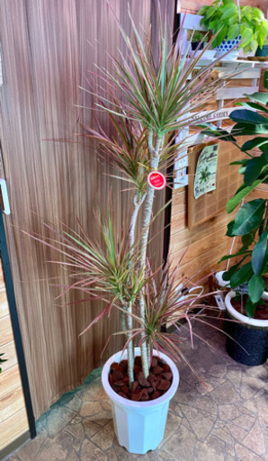 大型 観葉植物 ドラセナ コンシンネ レインボー 約160cm | muniotuzco ...