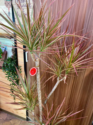 大型観葉植物ドラセナコンシンネレインボー約160cm 葉っぱ屋 Crea 板宿のその他の中古あげます 譲ります ジモティーで不用品の処分 大型観葉植物ドラセナコンシンネレインボー約160cm 葉っぱ屋 Crea 板宿のその他の中古あげます 譲ります ジモティーで不用品の処分