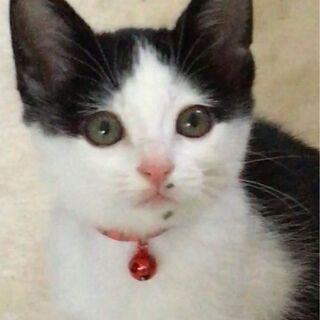 [お話し中]愛情いっぱいの里親さん募集(生後2ヶ月ハチワレメス猫) − 広島県