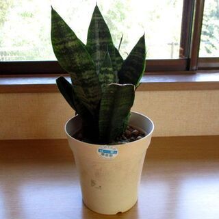 観葉植物 サンセベリア