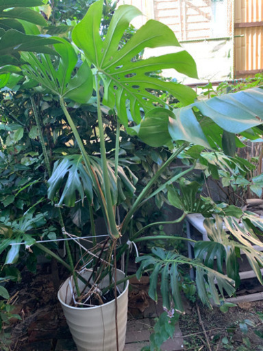 取り引き中観葉植物モンスティラ大 ひでお おごと温泉のその他の中古あげます 譲ります ジモティーで不用品の処分 取り引き中観葉植物モンスティラ大 ひでお おごと温泉のその他の中古あげます 譲ります ジモティーで不用品の処分