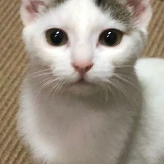 埼玉県の猫の里親募集 ジモティー