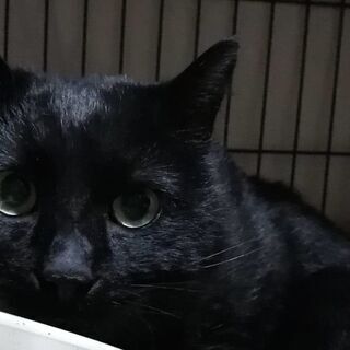 Black cat to adopt 素敵な黒猫