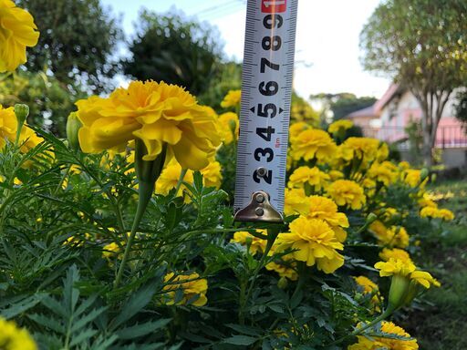 生花 マリーゴールド 贈り物 お部屋の装飾に マリーゴールドの切花です フラワーギフト 就労支援 さんらいく 鹿児島のその他の中古あげます 譲ります ジモティーで不用品の処分 生花 マリーゴールド 贈り物 お部屋の装飾に マリーゴールドの切花です フラワーギフト 就労支援 さんらいく 鹿児島のその他の中古あげます 譲ります ジモティーで不用品の処分