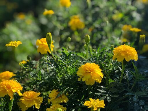 生花 マリーゴールド 贈り物 お部屋の装飾に マリーゴールドの切花です フラワーギフト 就労支援 さんらいく 鹿児島のその他の中古あげます 譲ります ジモティーで不用品の処分 生花 マリーゴールド 贈り物 お部屋の装飾に マリーゴールドの切花です フラワーギフト 就労支援 さんらいく 鹿児島のその他の中古あげます 譲ります ジモティーで不用品の処分