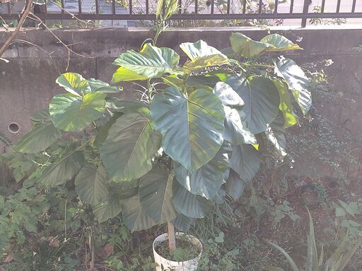 ゴムの木 フィカス ウンベラータ 高さ170cm 幅160cmゴムの木