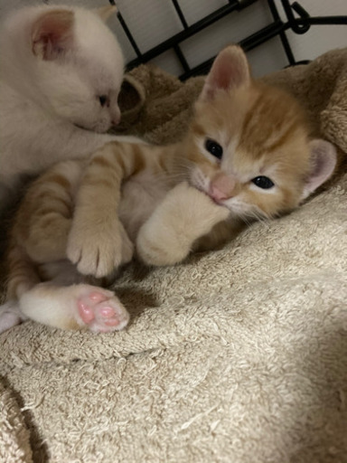 親子猫2匹の里親を募集します さっちゃん ひばりヶ丘の猫の里親募集 ジモティー 親子猫2匹の里親を募集します さっちゃん ひばりヶ丘の猫の里親募集 ジモティー