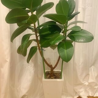 【ネット決済】植物）ゴムの木　譲ります（※おしゃれな陶器鉢・受け...