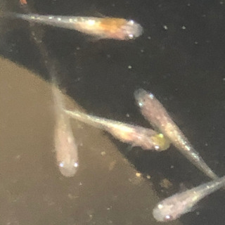 黄桜メダカ体外光メダカの幼魚
