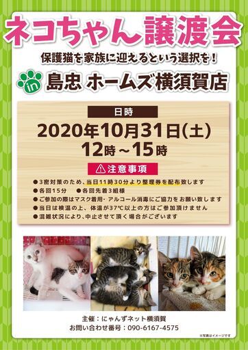 島忠ホームズ横須賀店保護猫譲渡会 にゃんころ隊 県立大学のその他のイベント参加者募集 無料掲載の掲示板 ジモティー