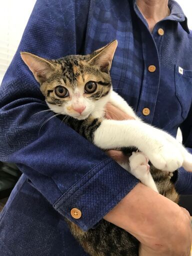 島忠ホームズ横須賀店保護猫譲渡会 にゃんころ隊 県立大学のその他のイベント参加者募集 無料掲載の掲示板 ジモティー 島忠ホームズ横須賀店保護猫譲渡会 にゃんころ隊 県立大学のその他のイベント参加者募集 無料掲載の掲示板 ジモティー