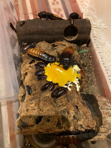 マダガスカルゴキブリ