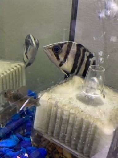 珍しい魚❗️ダトニオ プラスワン 約10センチ 【公式通販】