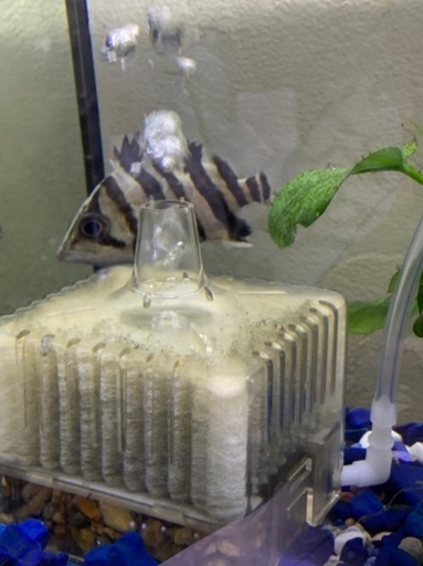 珍しい魚❗️ダトニオ　プラスワン　約10センチ ダトニオプラスワン② ±38㎝ | アロワナ等の大型魚・熱帯魚の