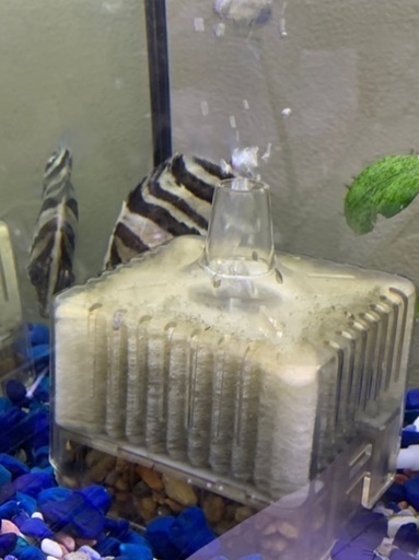 珍しい魚❗️ダトニオ プラスワン 約10センチ