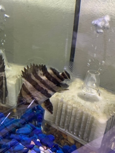 珍しい魚❗️ダトニオ　プラスワン　約10センチ