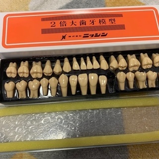 NISSIN 2倍大歯牙模型　※3┘(右上3の犬歯)の不足