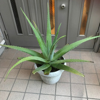 アロエ鉢植え 黄色い花 食用でも 小鉢 辻堂のその他の中古あげます 譲ります ジモティーで不用品の処分