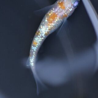 10 25日曜メダカ販売タイムセールのお知らせ めだか屋 玉水 香取のその他のペットの無料広告 無料掲載の掲示板 ジモティー