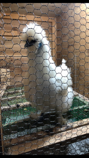 早い者勝ち！ニワトリ用飼育小屋