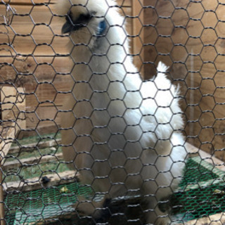 早い者勝ち！ニワトリ用飼育小屋　