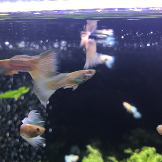 国産グッピー ドイツイエロータキシード RREA アルビノ多数購入でお