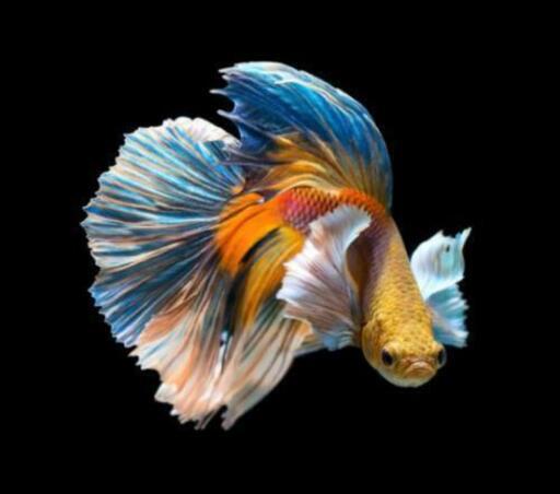海水魚グッズ 熱帯魚 金魚グッズ にゃん母様 札幌の買いたい くださいの助け合い ジモティー 海水魚グッズ 熱帯魚 金魚グッズ にゃん母様 札幌の買いたい くださいの助け合い ジモティー