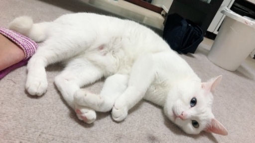 オッドアイの白猫です S 北九州の猫の里親募集 ジモティー