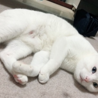 オッドアイの白猫です