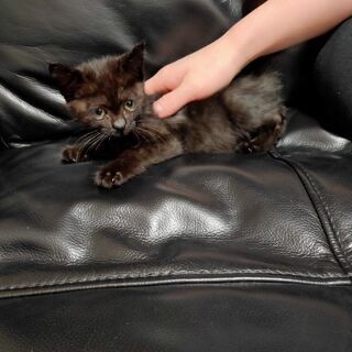 里親募集！カワイイ子猫です！の画像